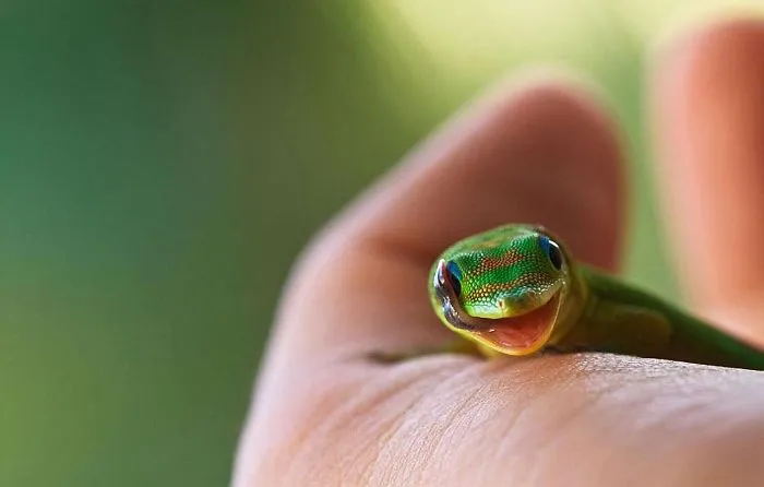 Gecko's Way To Blink