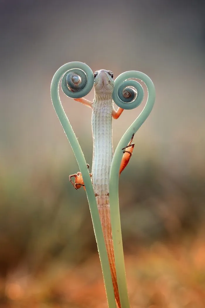 Lizards Have A Heart Too