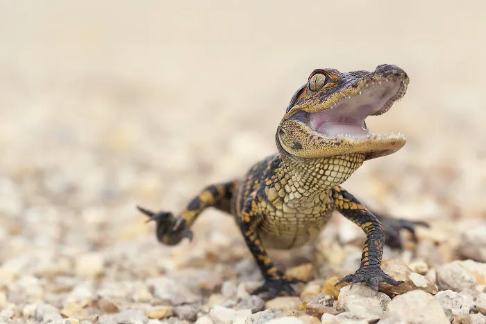 Happy Baby Alligator