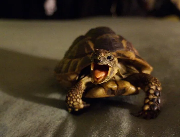 Hear Me Roar!