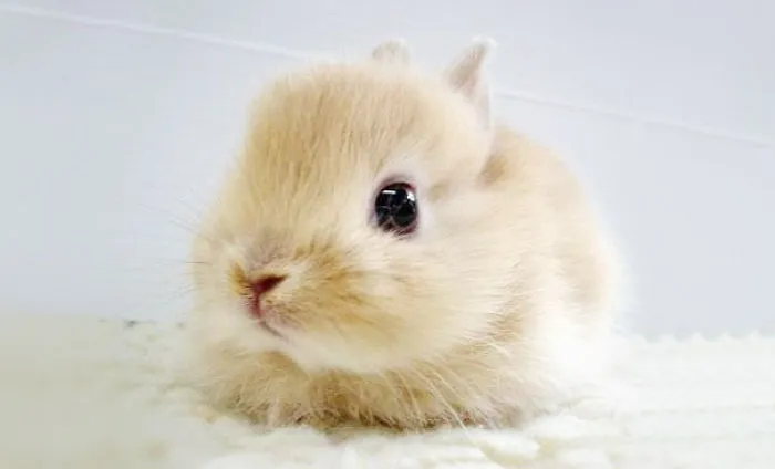 Bunny