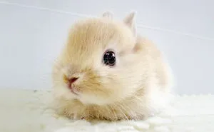 154 Of The Cutest Baby Animals Of All Time
