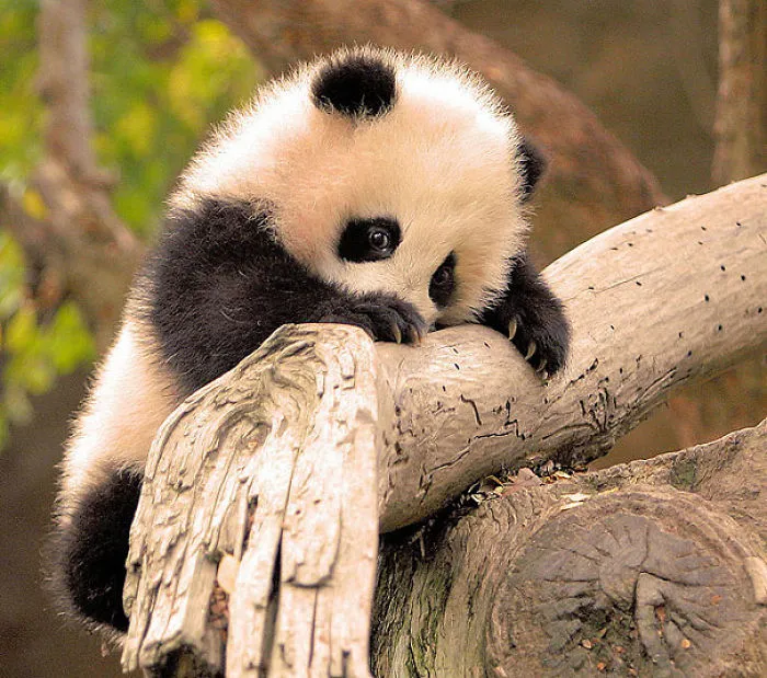Panda Cub