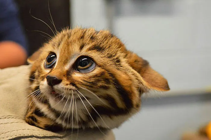 Baby Black Footed Cat