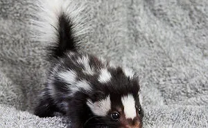 154 Of The Cutest Baby Animals Of All Time