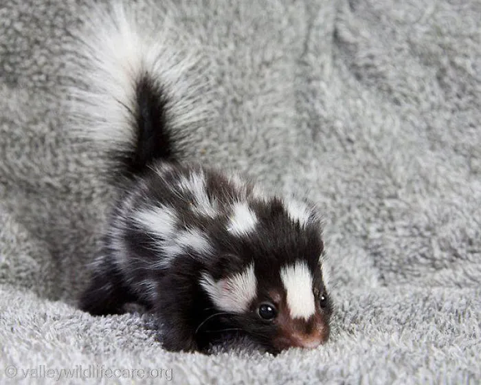 Baby Skunk