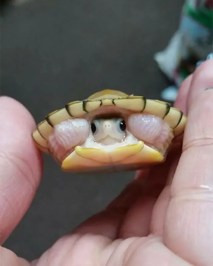 Baby Turtle