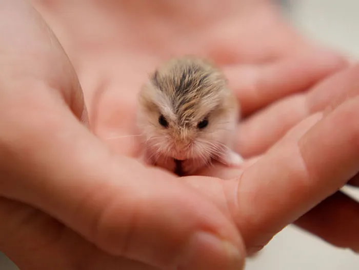 Baby Hamster