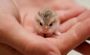 154 Of The Cutest Baby Animals Of All Time