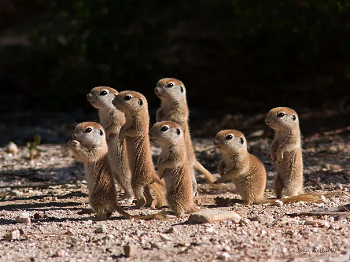 Baby Prairie Dogs