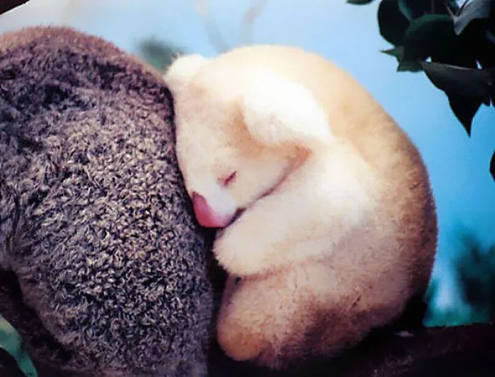 Baby Albino Koala