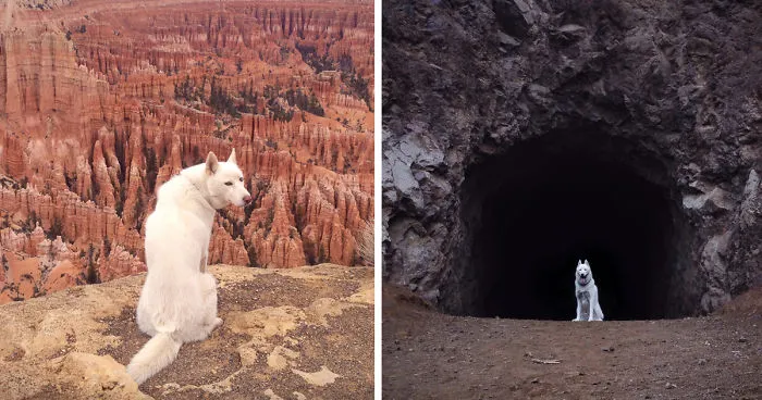 Wild Adventures Of A Man And His Dog In Majestic Nature Photos