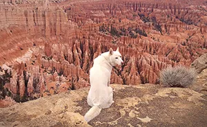 Wild Adventures Of A Man And His Dog In Majestic Nature Photos