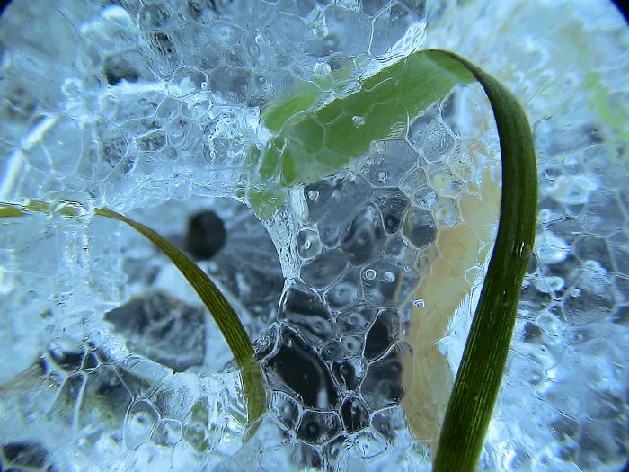 Ice Cells