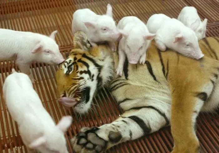 Tiger And Piggies