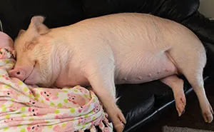This Couple Thought They Adopted A Mini-Pig, But It Grew Up Into 670 Pounds Of Cuteness