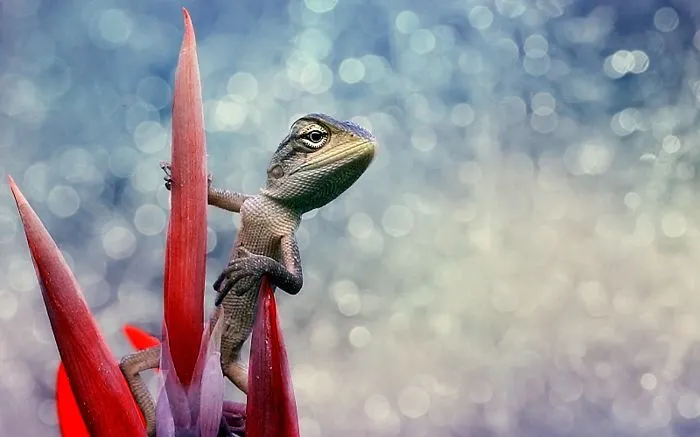 Cool Lizard