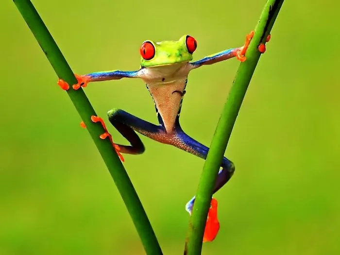 Funny Frog