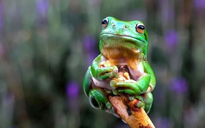 Little Funny Frog