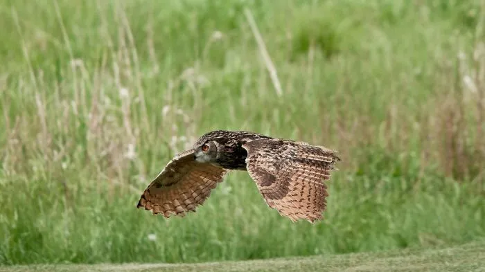 112 Majestic Owls Caught On Camera