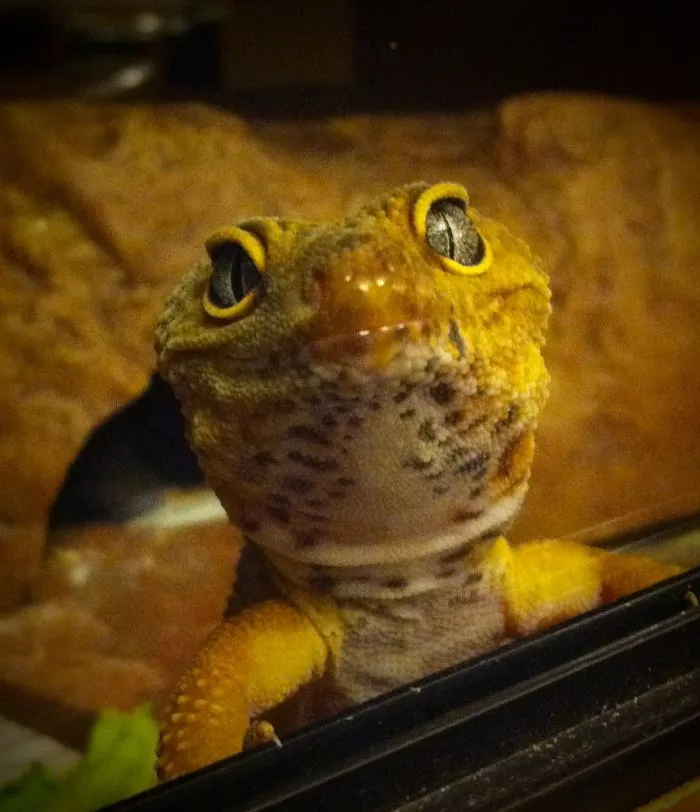 Zippy
