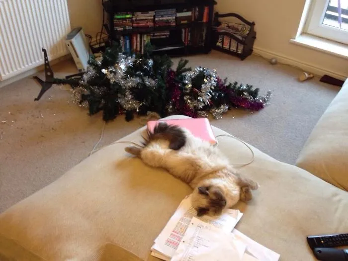 Siesta tras la destrucción