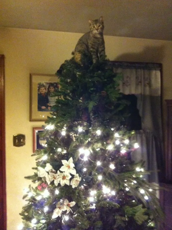 Quiere ser la estrella del árbol