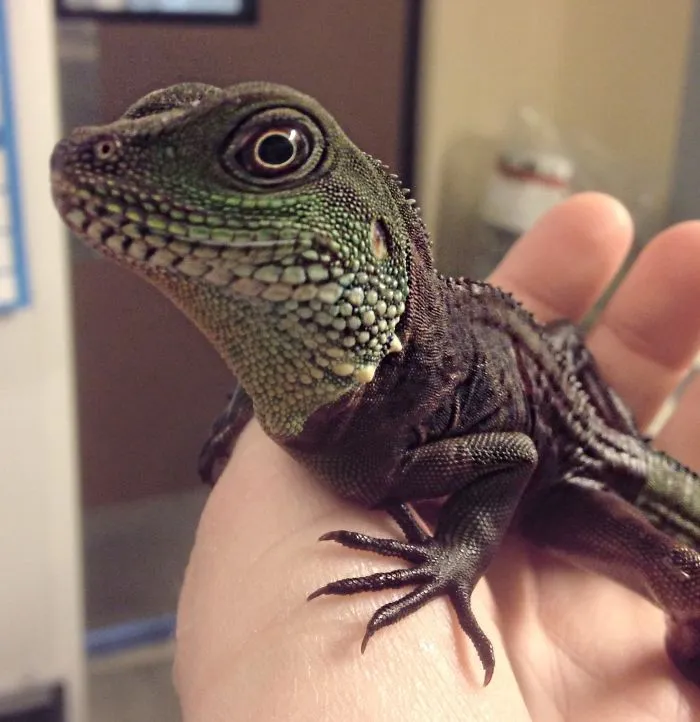 Happy Water Dragon