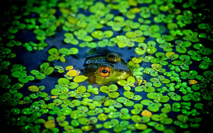 Frog In Pond