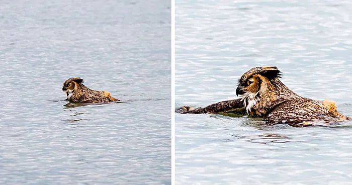 Apparently, Owls Can Swim Now