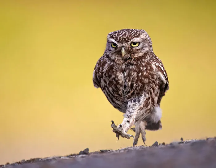 112 Majestic Owls Caught On Camera