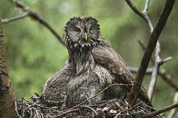 112 Majestic Owls Caught On Camera