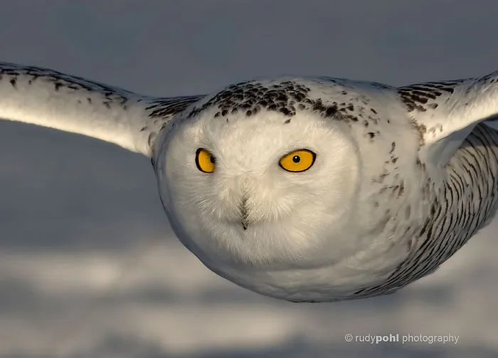112 Majestic Owls Caught On Camera