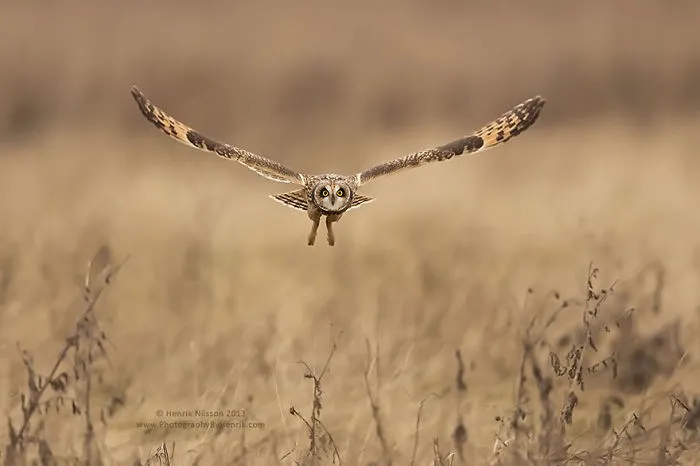 112 Majestic Owls Caught On Camera
