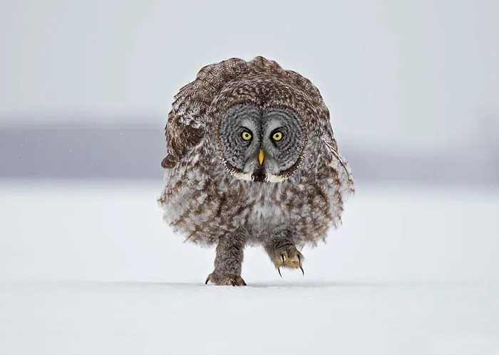 112 Majestic Owls Caught On Camera