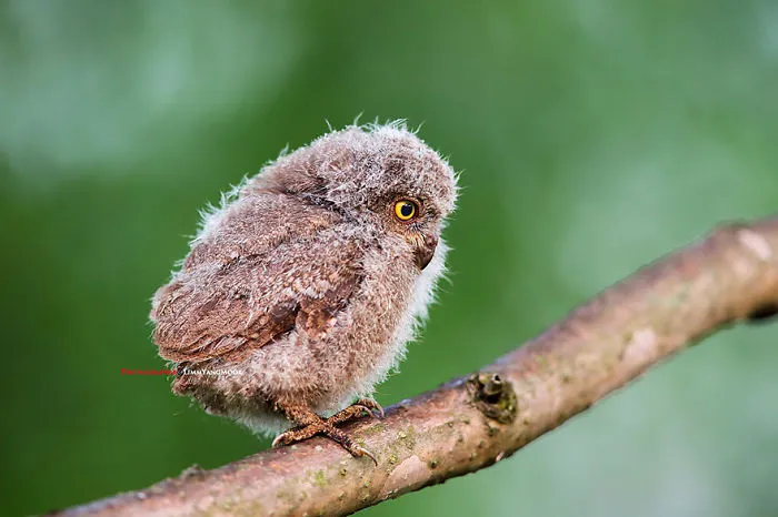 112 Majestic Owls Caught On Camera