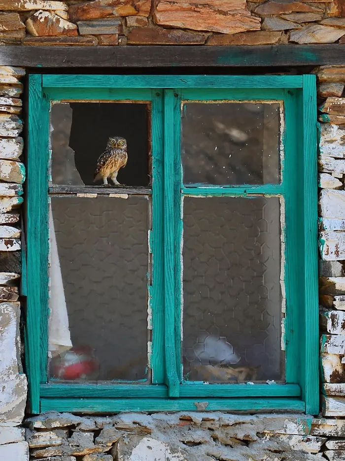 112 Majestic Owls Caught On Camera