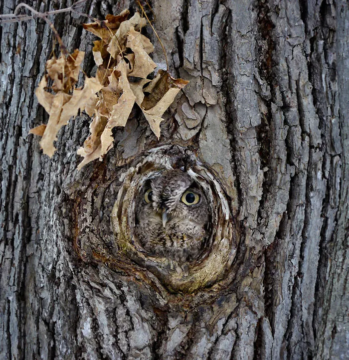 112 Majestic Owls Caught On Camera