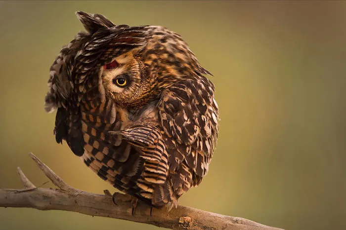 112 Majestic Owls Caught On Camera