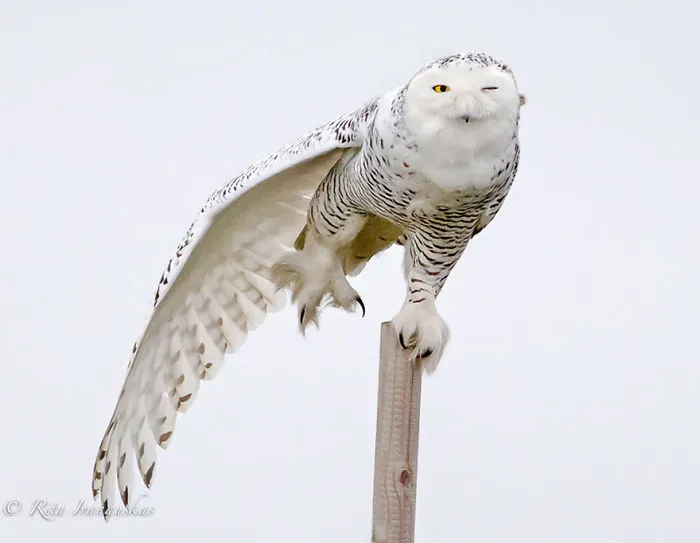 112 Majestic Owls Caught On Camera