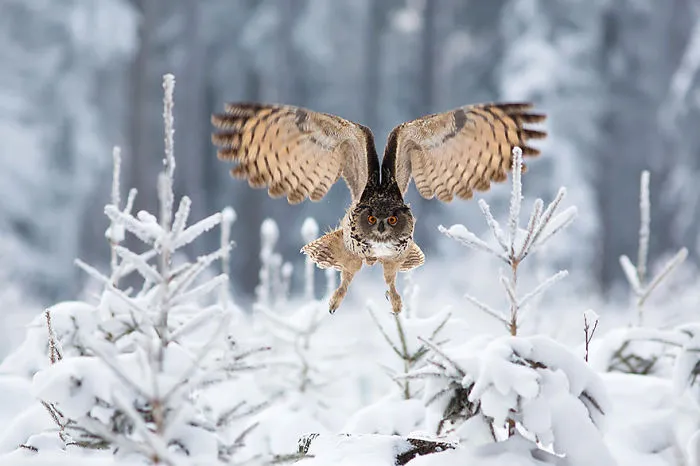 112 Majestic Owls Caught On Camera