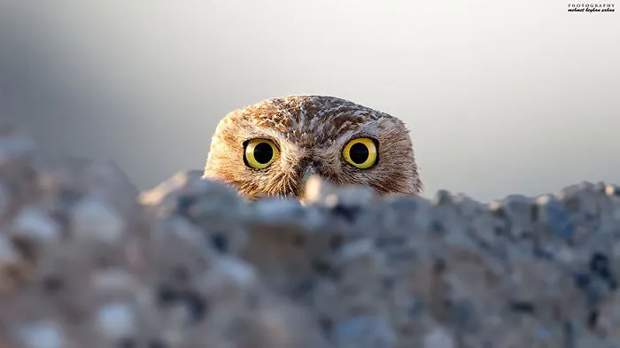 112 Majestic Owls Caught On Camera