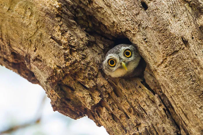 112 Majestic Owls Caught On Camera