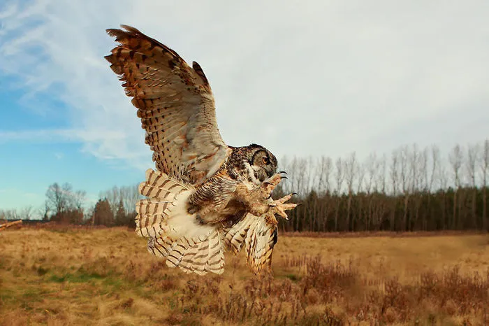 112 Majestic Owls Caught On Camera