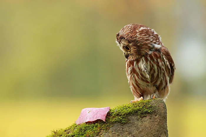 112 Majestic Owls Caught On Camera