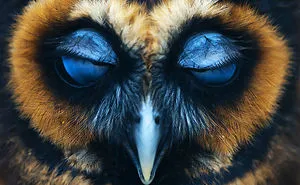 112 Majestic Owls Caught On Camera