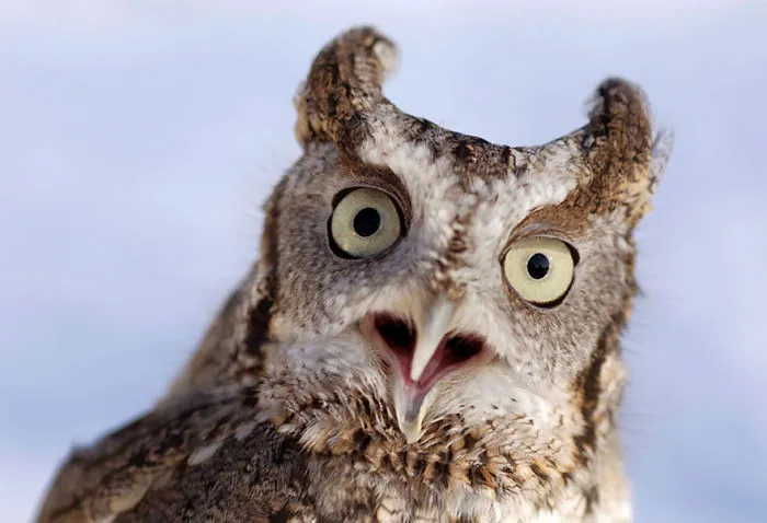 112 Majestic Owls Caught On Camera
