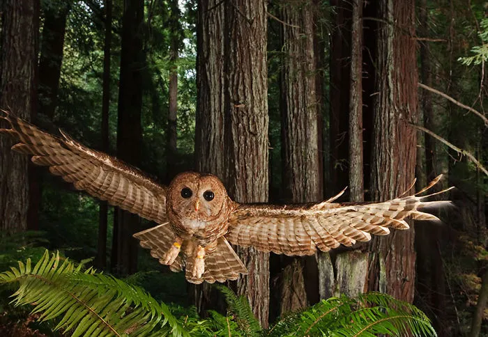 112 Majestic Owls Caught On Camera