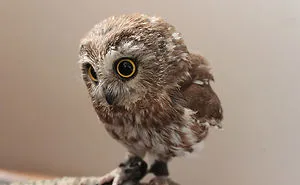 112 Majestic Owls Caught On Camera