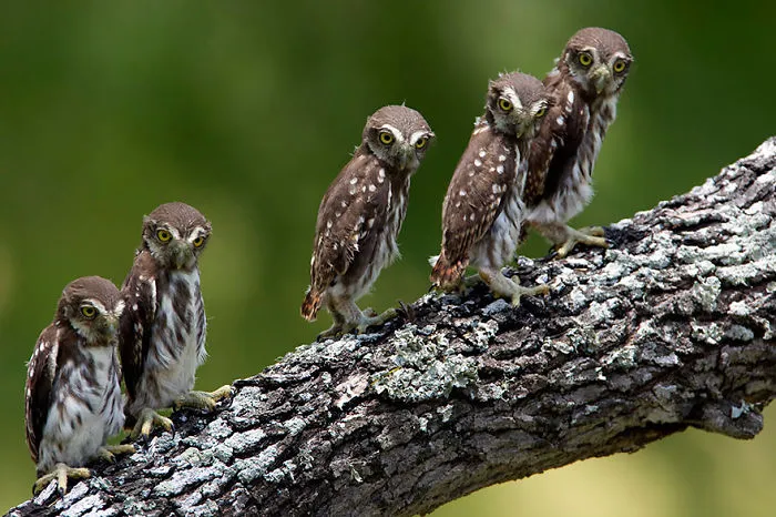 112 Majestic Owls Caught On Camera